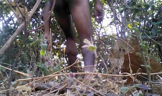 Tarzan House-servant Intercourse Respecting An obstacle Mountains Wood